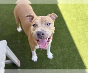 NENA - Female Mutt Dog for Adoption - Photo #2