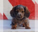 Small #2 Dachshund