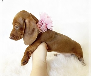 Dachshund Puppy for sale in DAVIS, CA, USA