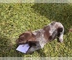 Small #7 German Shorthaired Pointer