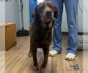 Jiziah - Male Labrador Retriever-Unknown Mix Dog for Adoption - Photo #2