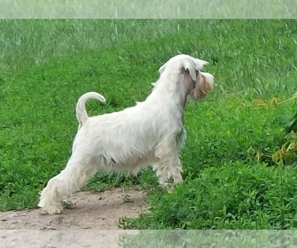 Medium Photo #3 Schnauzer (Miniature) Puppy For Sale in Hatvan, Heves, Hungary