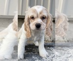 Small Photo #10 Cocker Spaniel Puppy For Sale in CANOGA, NY, USA