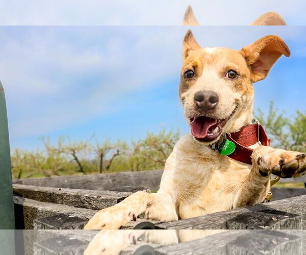 Medium Photo #1 Mutt Puppy For Sale in Garden City, NY, USA