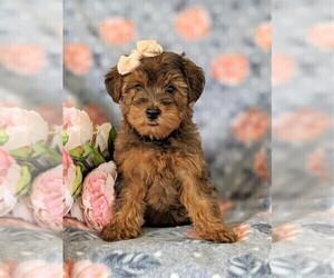 YorkiePoo Puppy for sale in LINCOLN UNIV, PA, USA