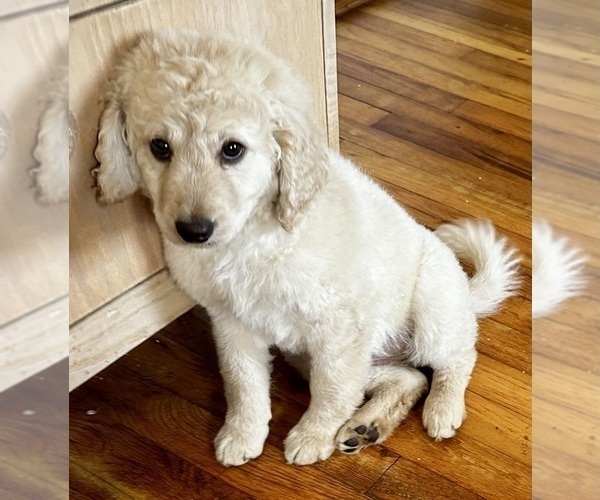 Medium Photo #19 Goldendoodle Puppy For Sale in PENSACOLA, FL, USA
