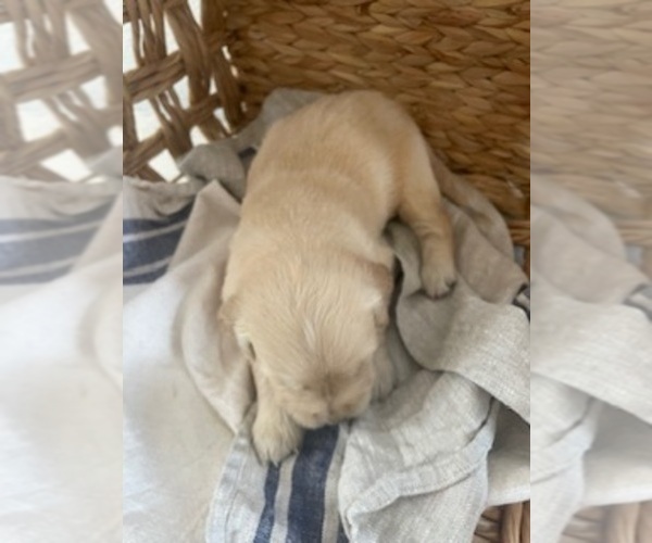 Medium Photo #18 Golden Retriever Puppy For Sale in MERCED, CA, USA