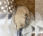 Small #17 Golden Retriever