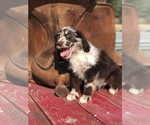 Small Photo #9 Aussiedoodle Miniature  Puppy For Sale in OROFINO, ID, USA