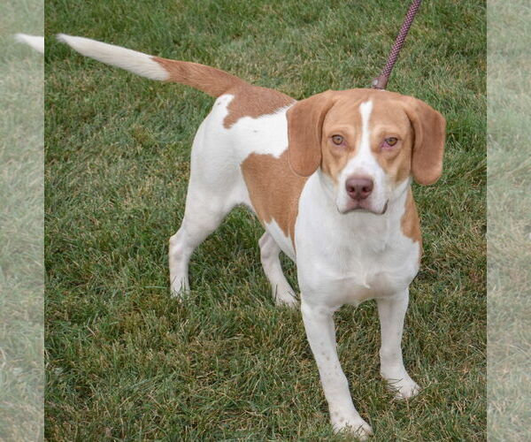 Medium Photo #3 American Foxhound-Beagle Mix Puppy For Sale in Huntley, IL, USA