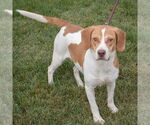 Small #2 American Foxhound-Beagle Mix