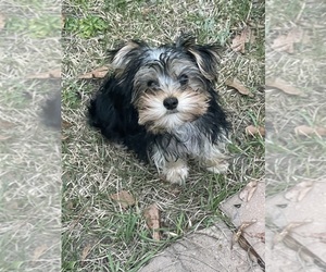 Yorkshire Terrier Puppy for Sale in CAMDEN, South Carolina USA