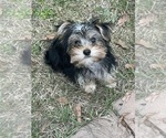 Small Photo #1 Yorkshire Terrier Puppy For Sale in CAMDEN, SC, USA