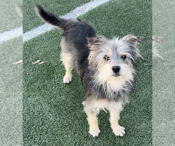 Medium Photo #14 Mutt Puppy For Sale in La Verne, CA, USA