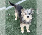 Small #13 Mutt
