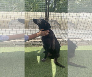 Cola - Female Labrador Retriever-Unknown Mix Dog for Adoption - Photo #2