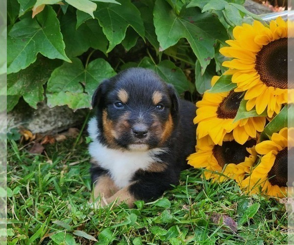 Medium Photo #3 Miniature Australian Shepherd Puppy For Sale in SANDOWN, NH, USA