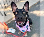 Small #4 Australian Kelpie-German Shepherd Dog Mix