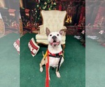 Small #16 American Bulldog-Labrador Retriever Mix