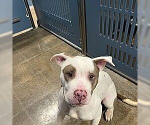 Kiera GDP - Female American Staffordshire Terrier Dog for Adoption - Photo #3