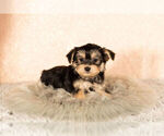 Small Photo #2 Morkie Puppy For Sale in NAPPANEE, IN, USA