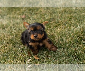 Yorkshire Terrier Puppy for sale in NAPPANEE, IN, USA