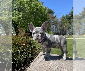 French Bulldog Puppy for sale in MOORELAND, IN, USA