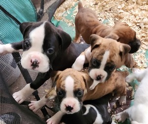 Boxer Puppy for Sale in STAFFORD SPRINGS, Connecticut USA