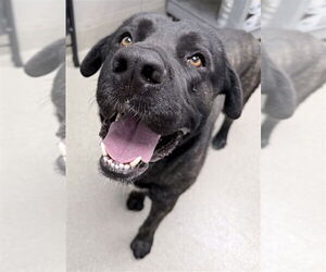 Mastiff-Unknown Mix Dogs for adoption in Las Vegas, NV, USA