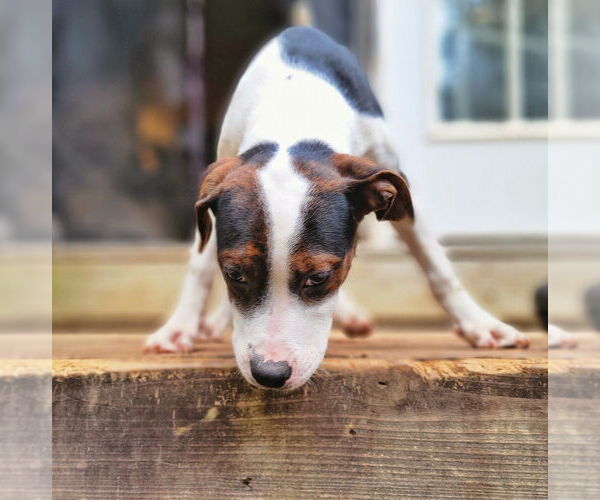 Medium Photo #4 Mutt Puppy For Sale in Raleigh, NC, USA