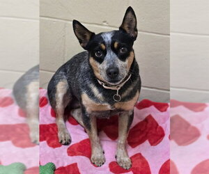 Mutt Dogs for adoption in Center Township, PA, USA