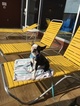 Small Photo #1 Boston Terrier Puppy For Sale in ELLICOTT CITY, MD, USA