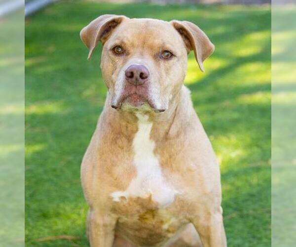 Medium Photo #2 Mutt Puppy For Sale in Camarillo, CA, USA