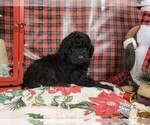 Small Photo #5 Goldendoodle-Poodle (Toy) Mix Puppy For Sale in BLACK FOREST, CO, USA