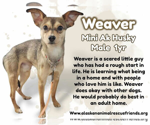 Medium Photo #1 Alaskan Klee Kai-Huskies  Mix Puppy For Sale in Anchorage, AK, USA