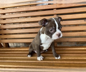 Boston Terrier Puppy for sale in BEECH GROVE, IN, USA