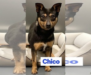 CHICO - Male Miniature Pinscher-Unknown Mix Dog for Adoption - Photo #4