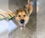 Small #1 German Shepherd Dog Mix