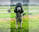 Small #2 Poodle (Standard) Mix