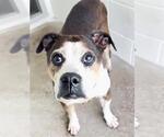 Small #1 Boston Terrier Mix