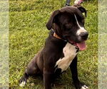 Small #1 American Pit Bull Terrier Mix