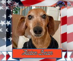 Small #1 Dachshund