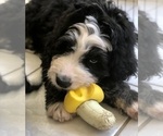 Small Photo #25 Bernedoodle Puppy For Sale in FLEMING ISLAND, FL, USA