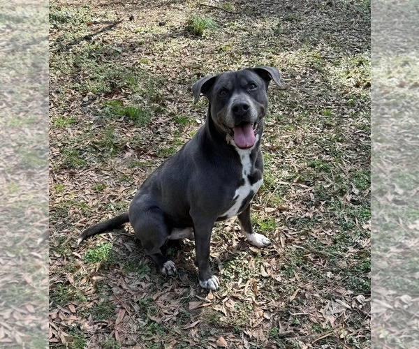 Medium Photo #23 American Staffordshire Terrier-Labrador Retriever Mix Puppy For Sale in Holly Springs, NC, USA