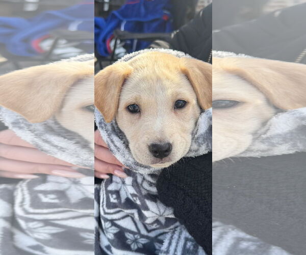 Medium Photo #1 Labrador Retriever-Unknown Mix Puppy For Sale in NYC, NY, USA