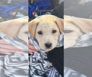 Labrador Retriever-Unknown Mix Dogs for adoption in NYC, NY, USA