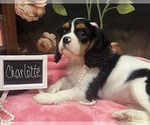 Small #4 Cavalier King Charles Spaniel