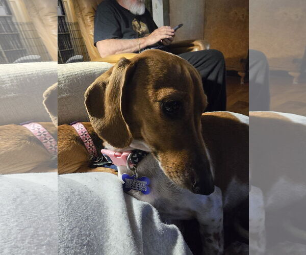 Medium Photo #4 Dachshund Puppy For Sale in Sioux Falls, SD, USA