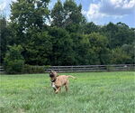Small #2 Mastiff Mix