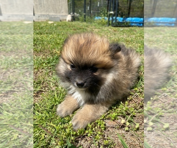 Medium Photo #1 Pomeranian Puppy For Sale in VAN BUREN, AR, USA